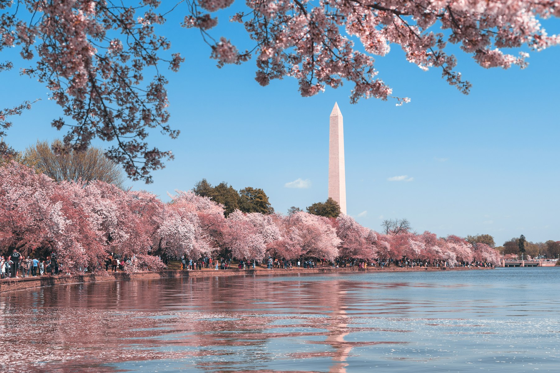 Jefferson Memorial through cherry blossoms